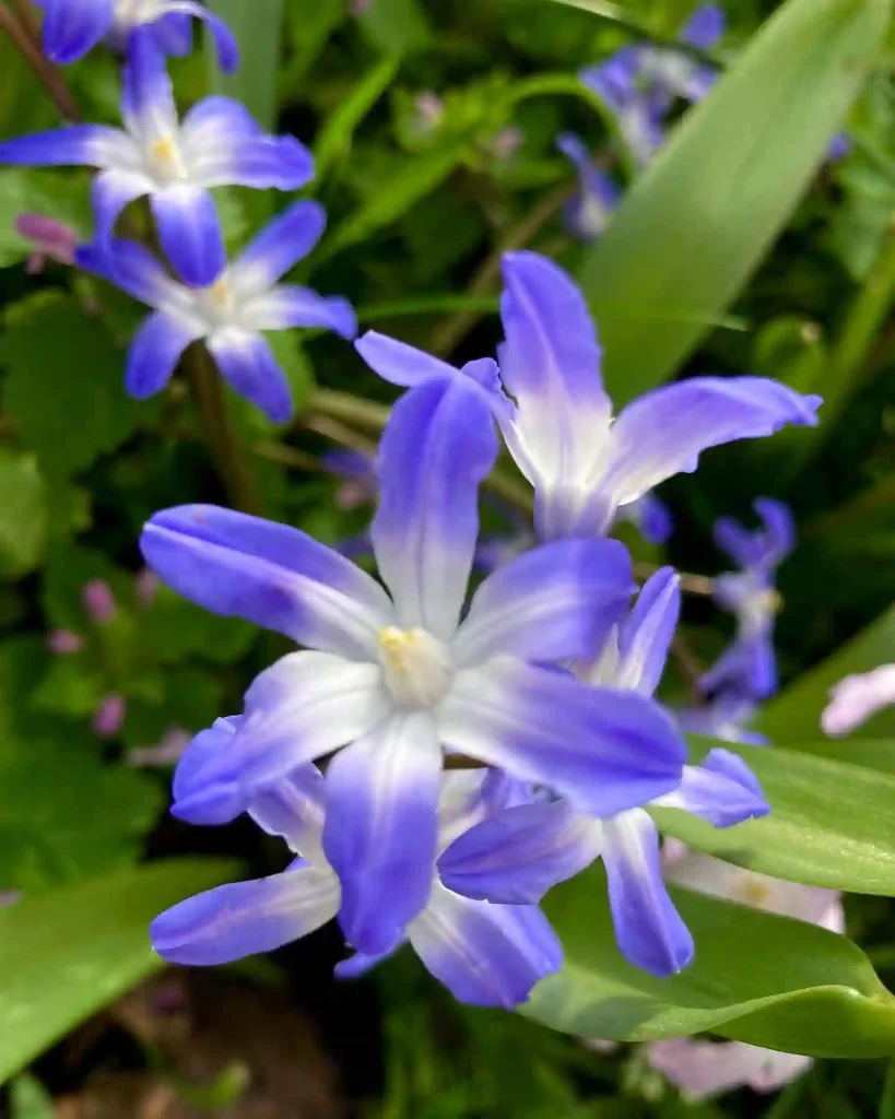 Scilla Forbesii