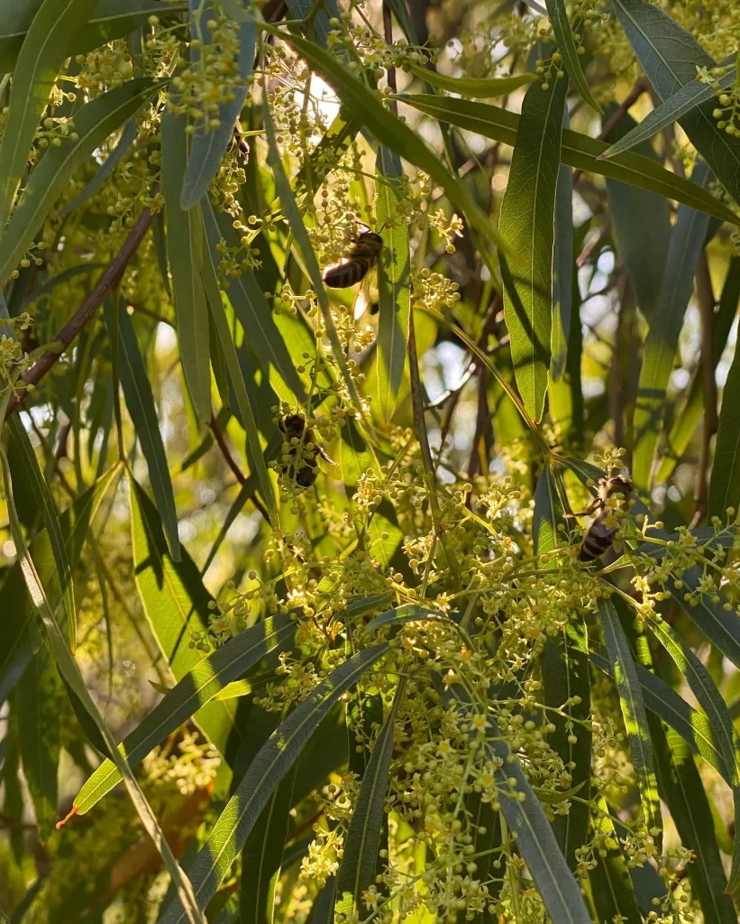 Searsia Lancea