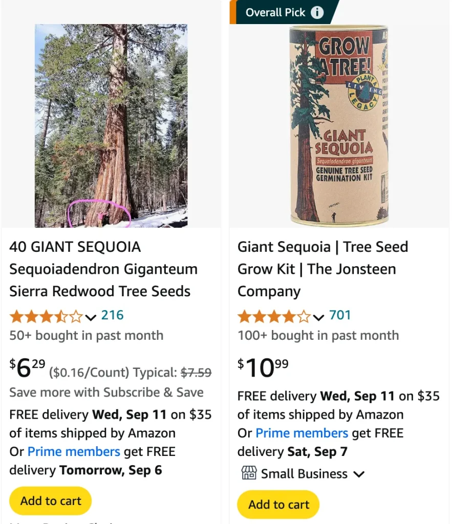 Sequoiadendron Giganteum | Monsteraholic