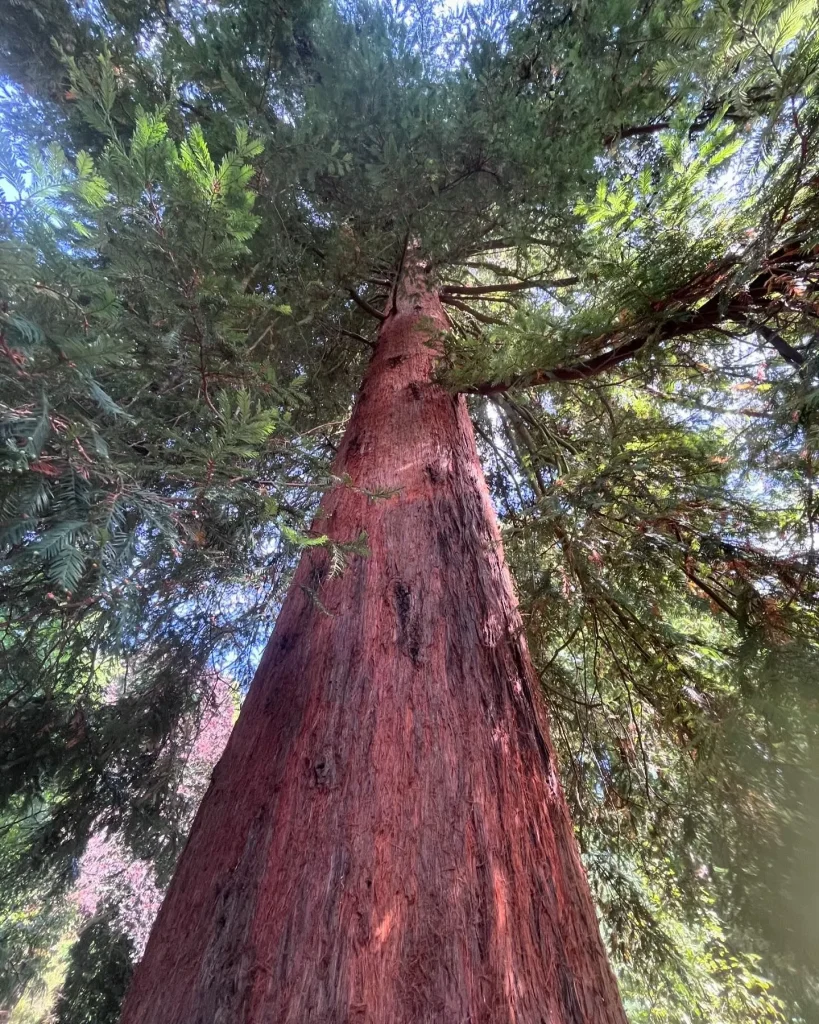 Sequoiadendron Giganteum