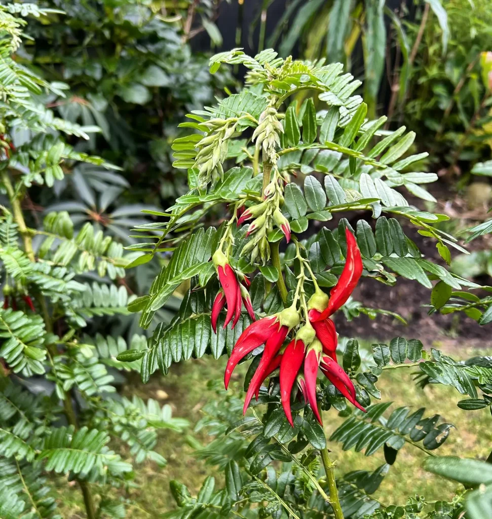 Sesbania Grandiflora