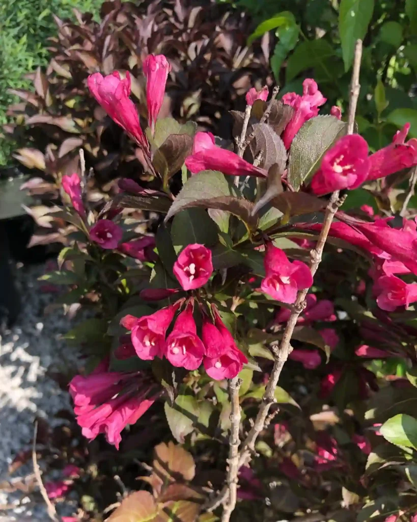 Shining Sensation Weigela