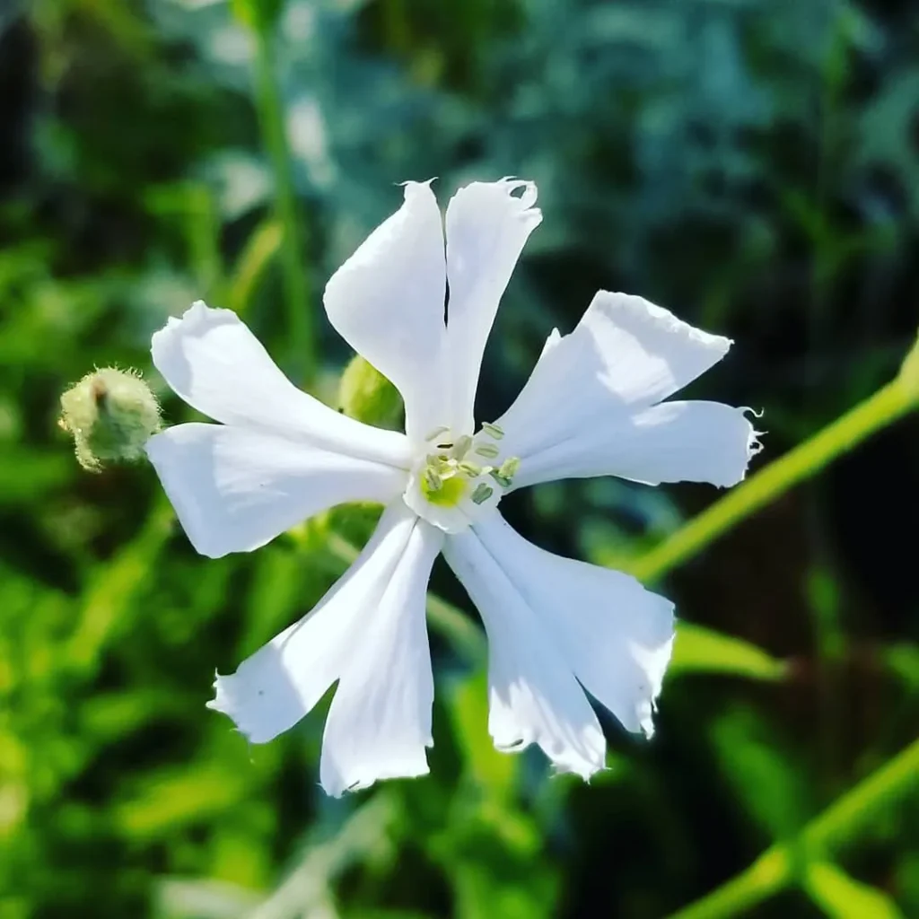 Silene Capensis