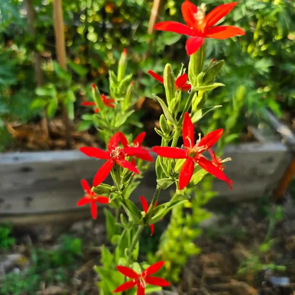 Silene Regia