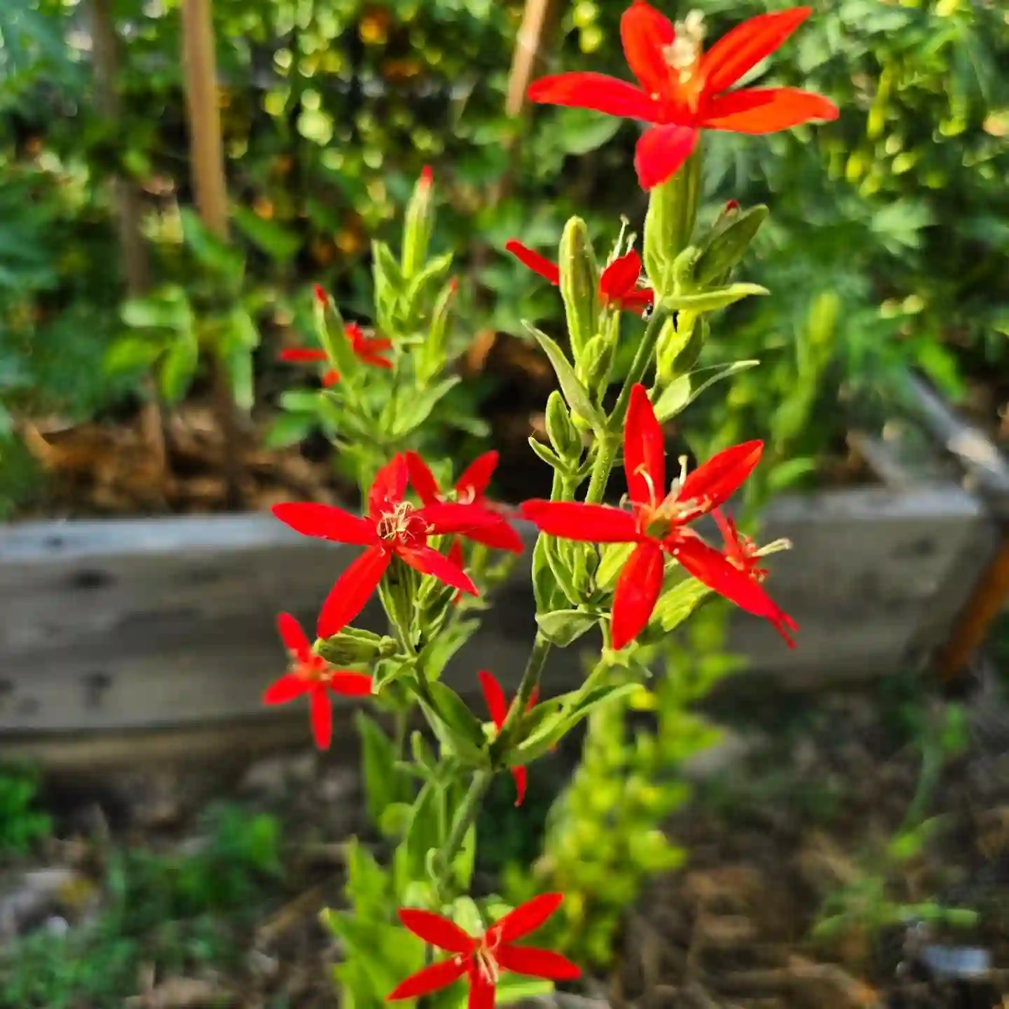 Roundleaf Catchfly Plant FAQs: Silene Regia - Royal Catchfly