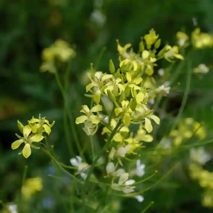 Sisymbrium Altissimum