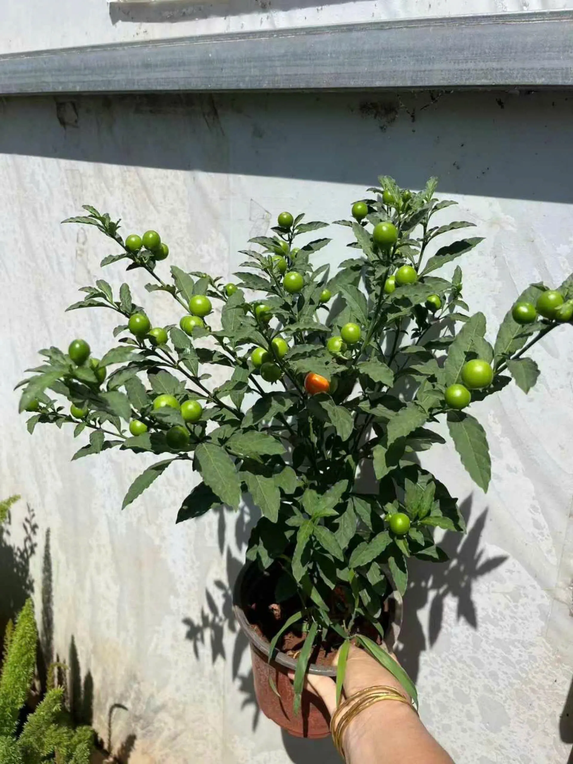 Solanum Pseudocapsicum