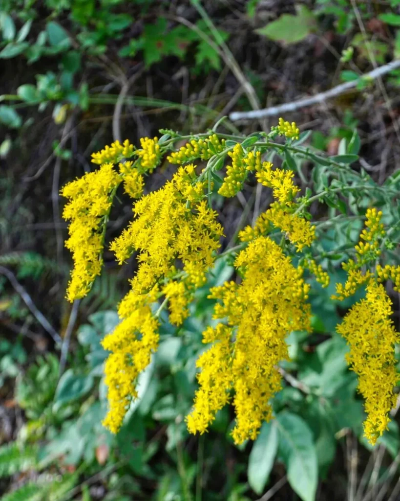 Solidago Nemoralis