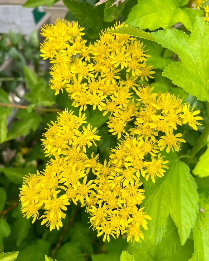 Solidago Rigida