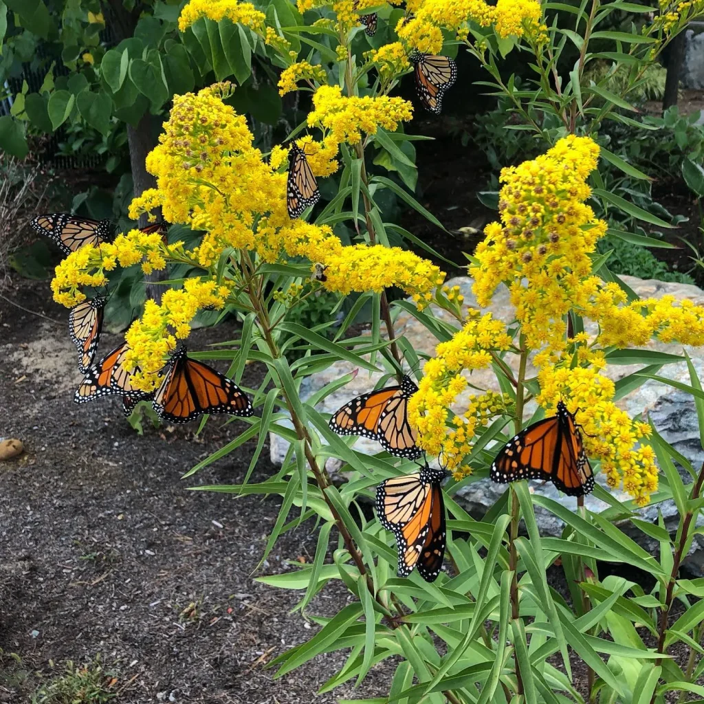 Solidago Sempervirens