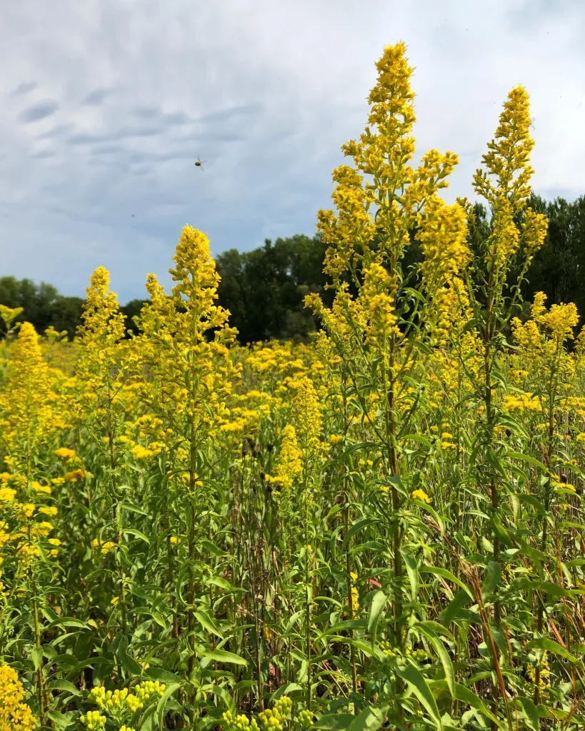 Solidago Speciosa