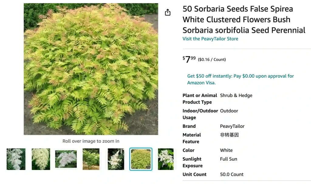 Sorbaria | Monsteraholic