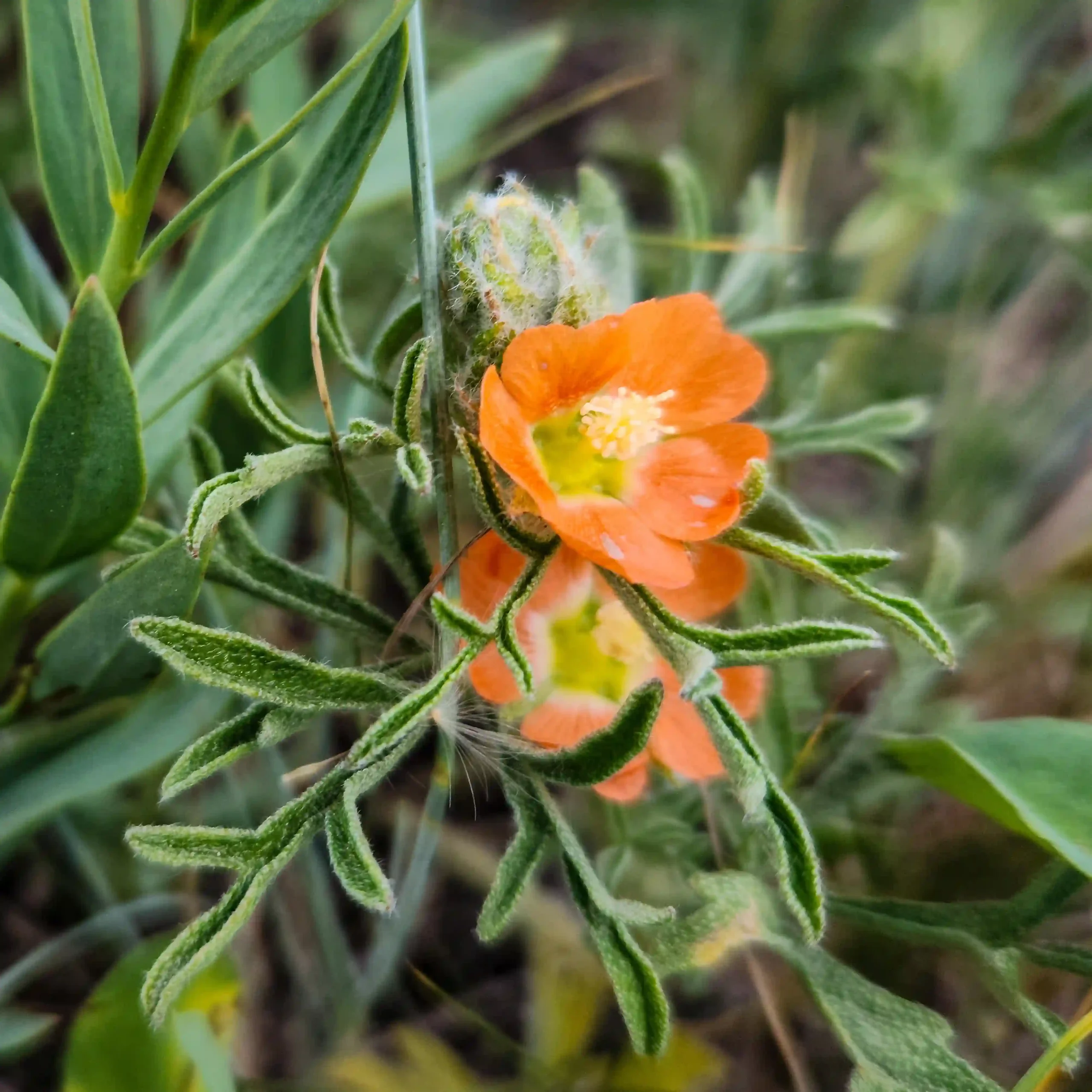 Sphaeralcea Coccinea