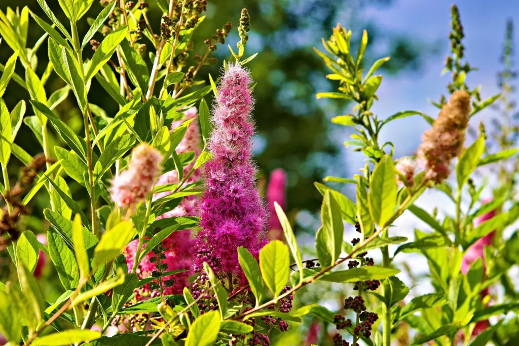 Spiraea Douglasii