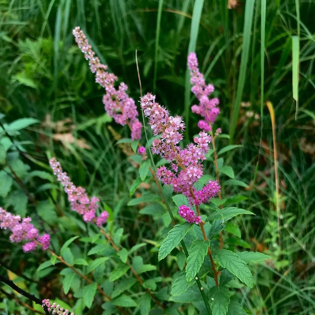 Spiraea Tomentosa