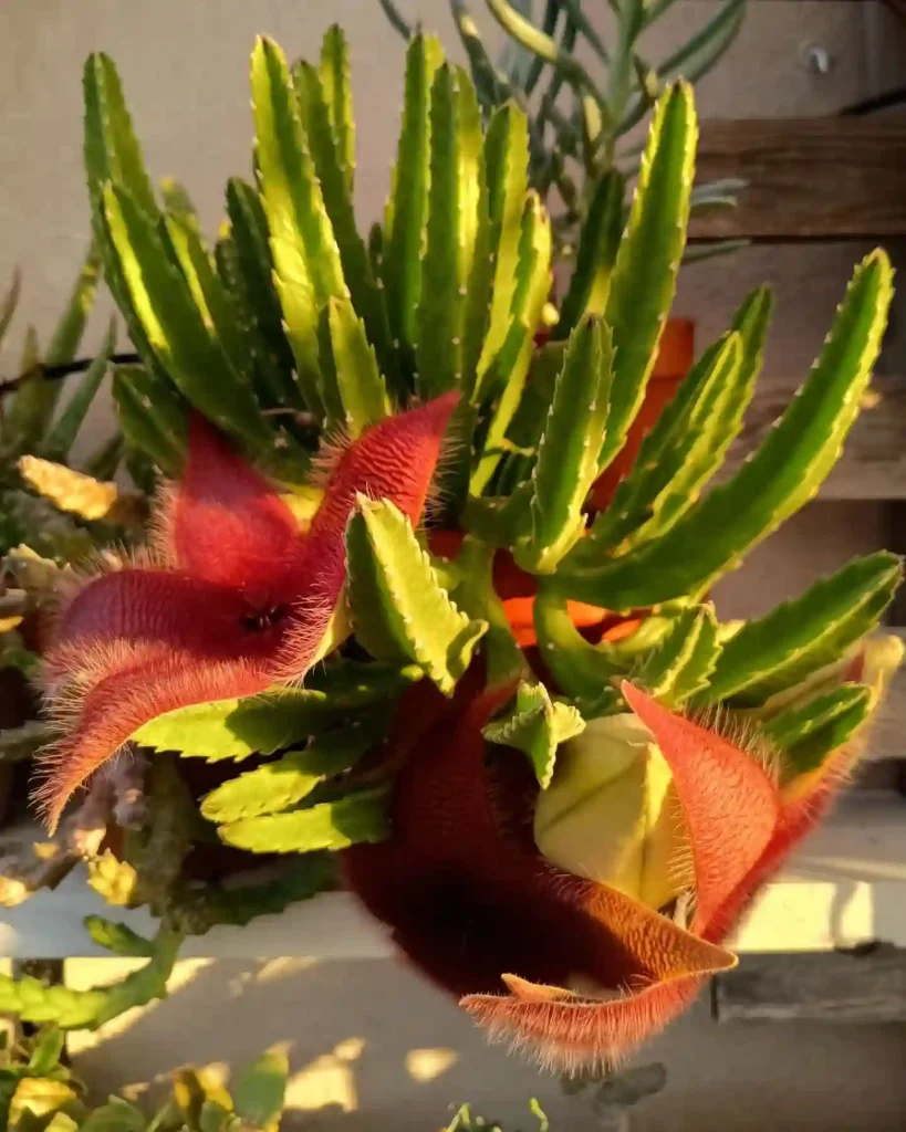 Stapelia Grandiflora