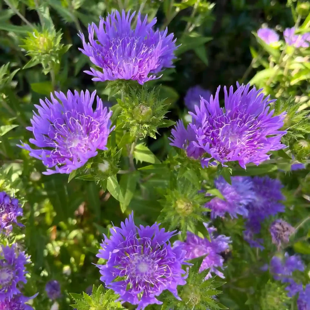 Stokesia Laevis