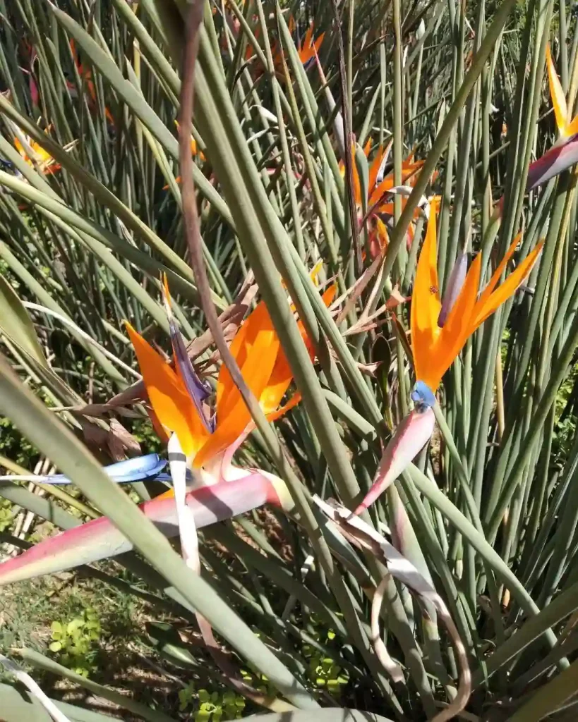 Strelitzia Juncea