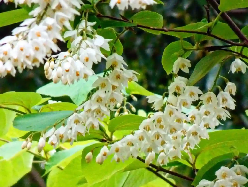 Styrax Obassia