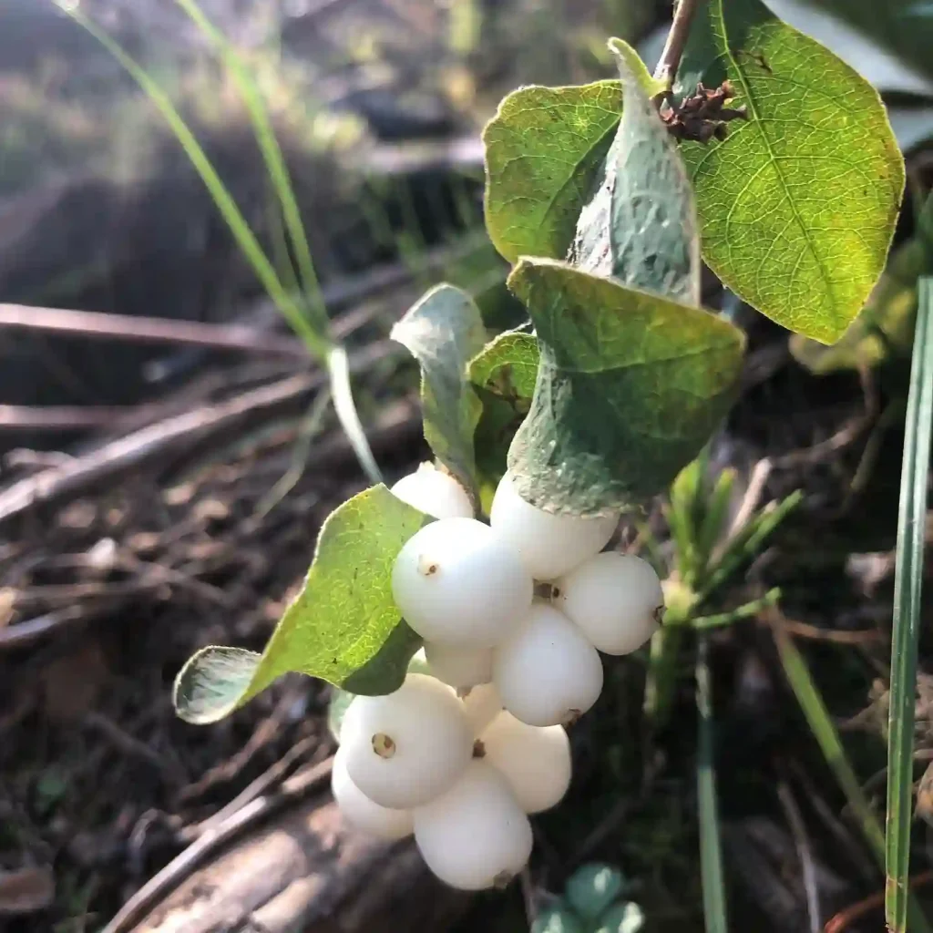 Symphoricarpos Mollis