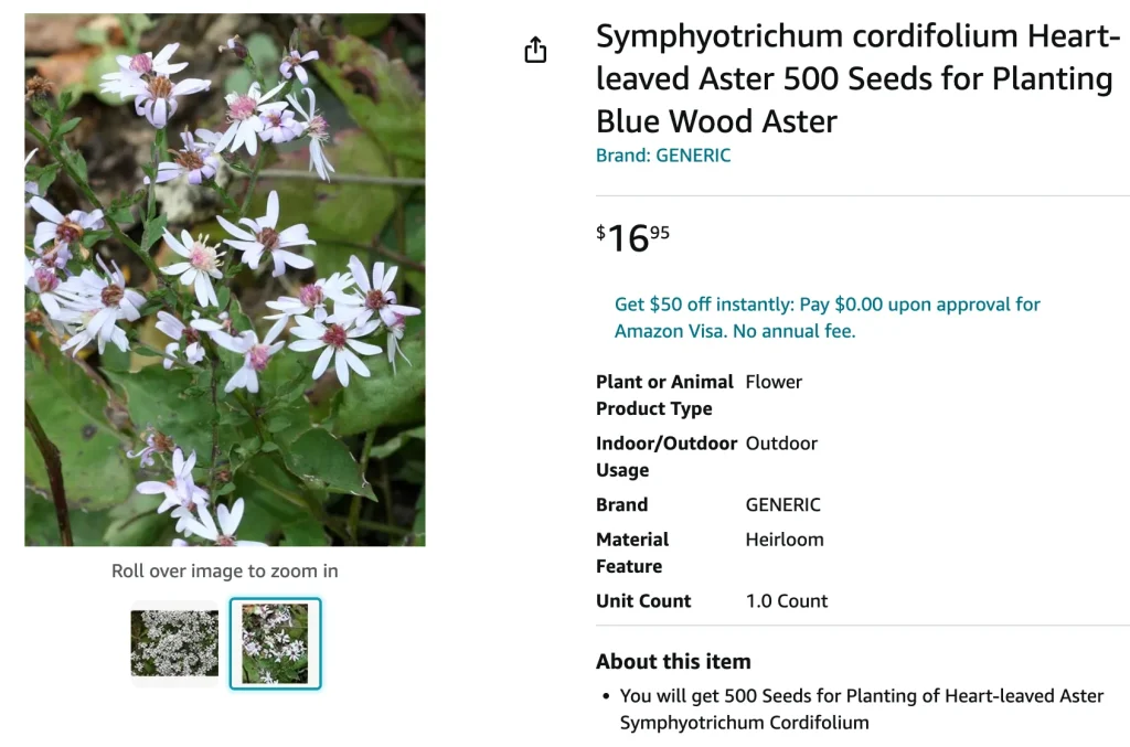 Symphyotrichum Cordifolium | Monsteraholic