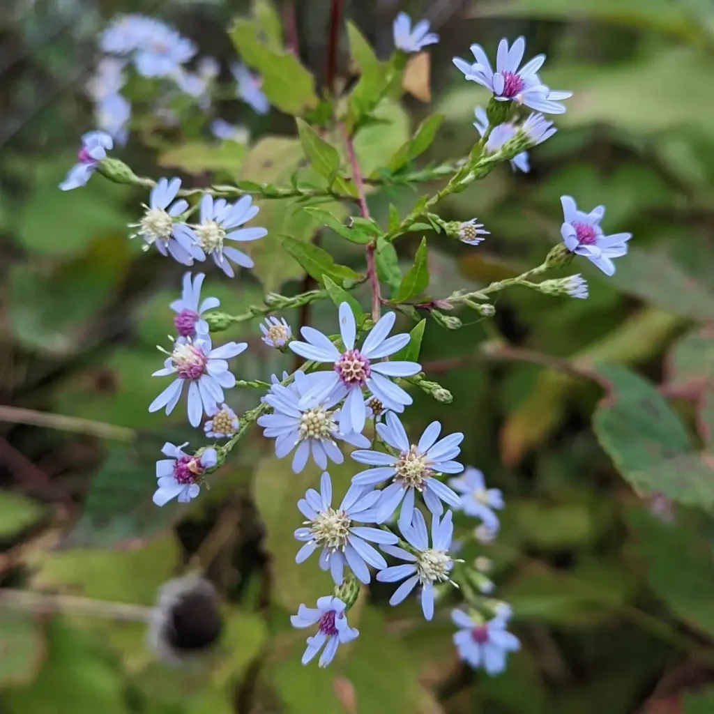 Symphyotrichum Cordifolium