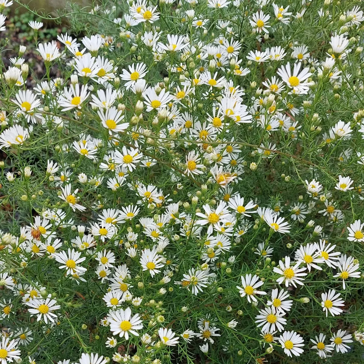 Plant FAQs: Symphyotrichum Ericoides - White Heath Aster