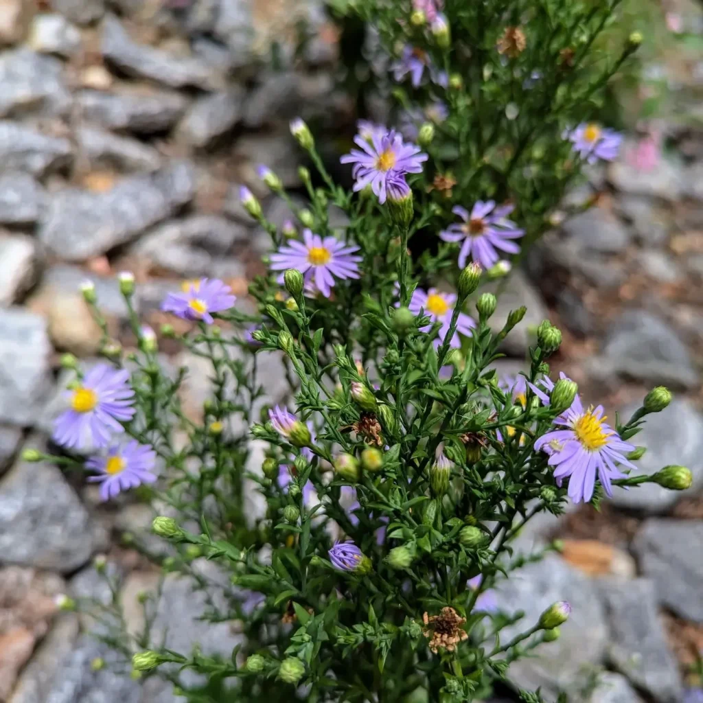 Symphyotrichum Laeve