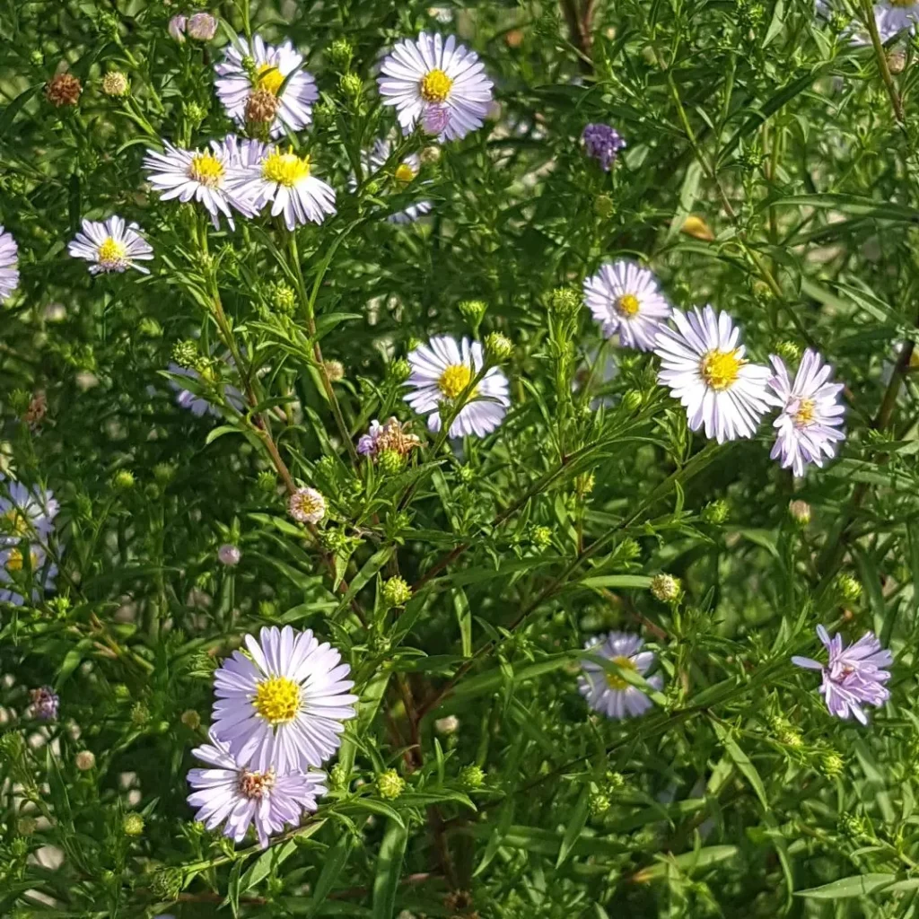 Symphyotrichum Lanceolatum