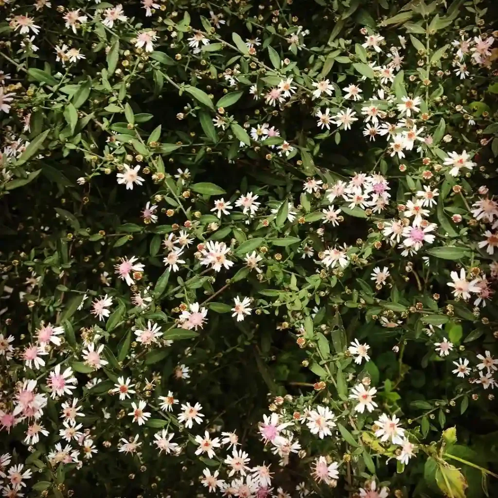 Symphyotrichum Lateriflorum