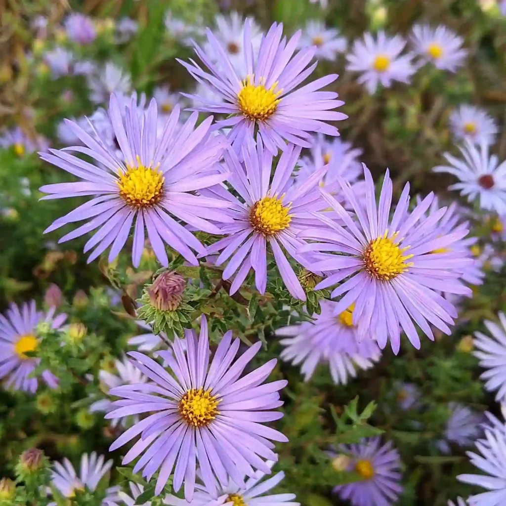 Symphyotrichum Oblongifolium