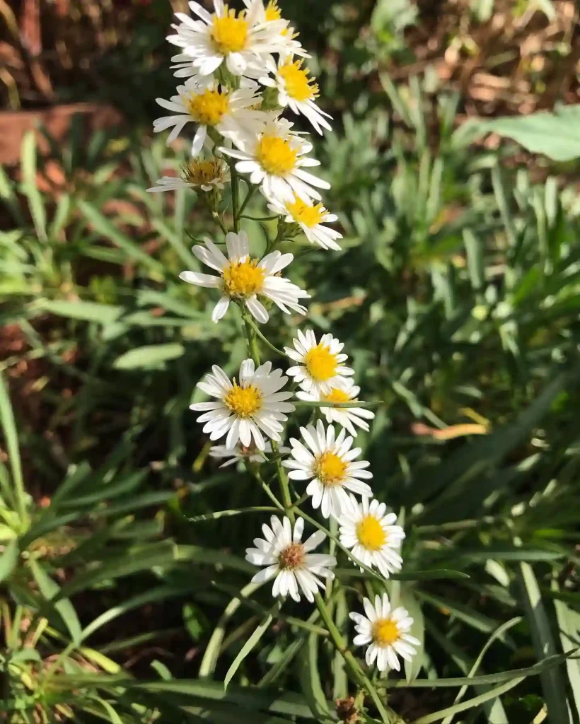 Symphyotrichum Pilosum