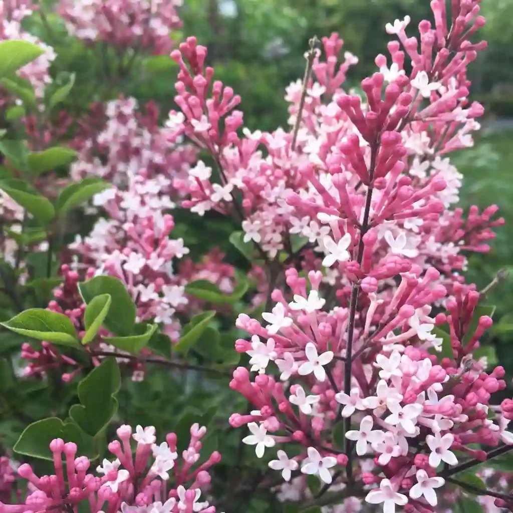 Syringa Meyeri