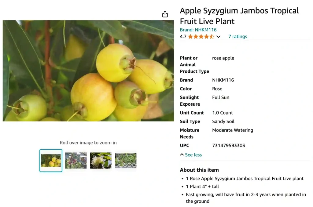 Syzygium Jambos | Monsteraholic