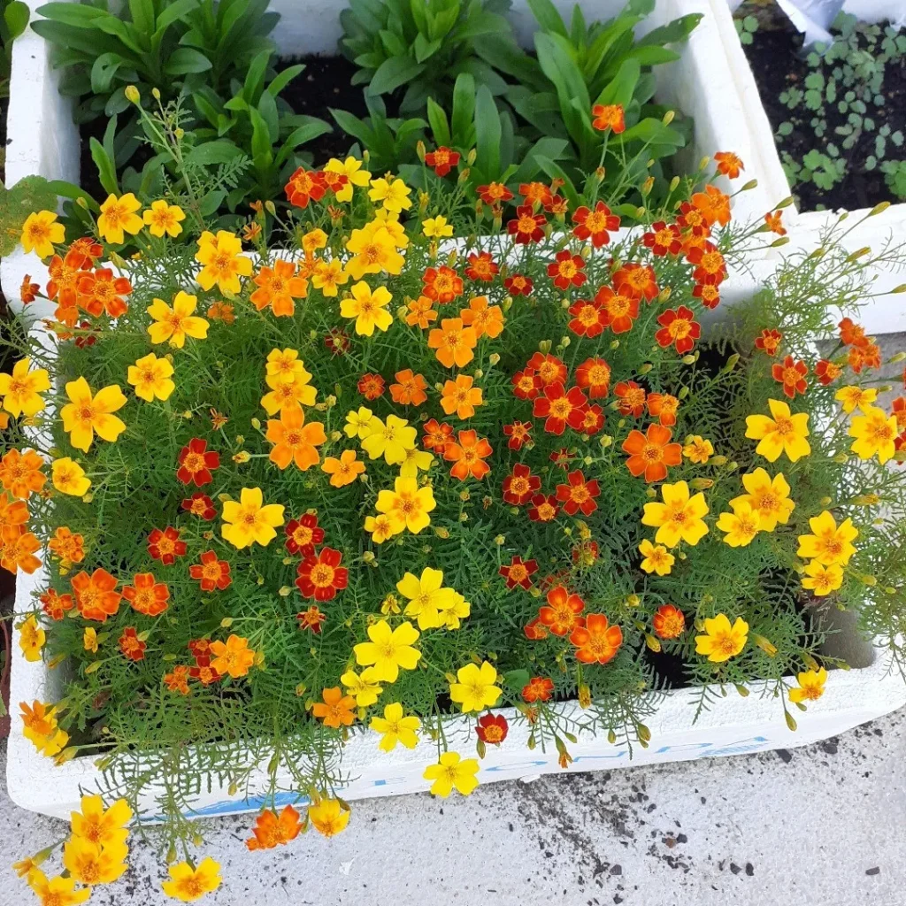 Tagetes Tenuifolia