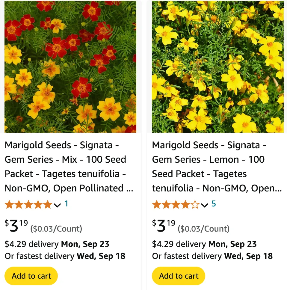 Tagetes Tenuifolia | Monsteraholic