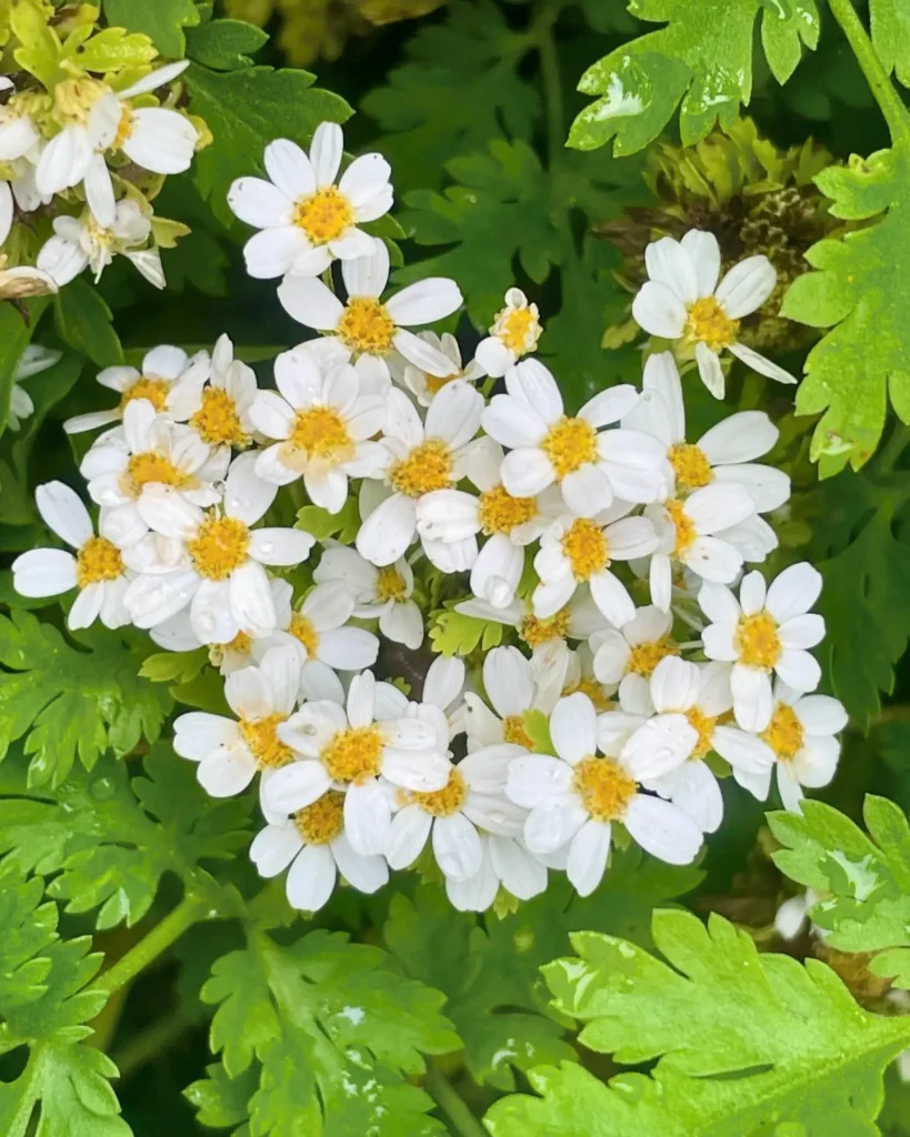 Tanacetum Parthenium