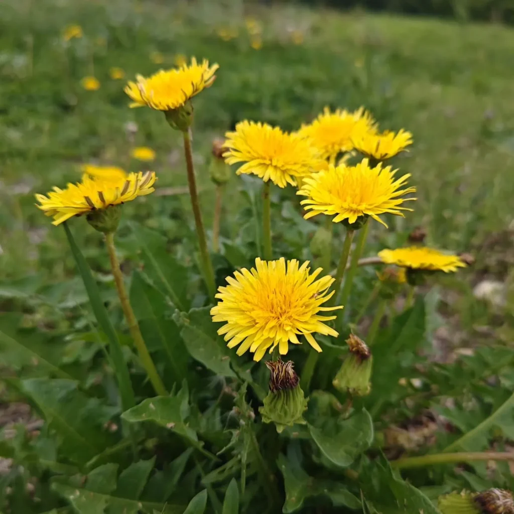 Taraxacum Platycarpum