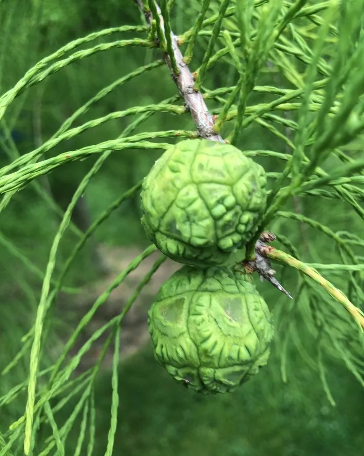 Taxodium Ascendens