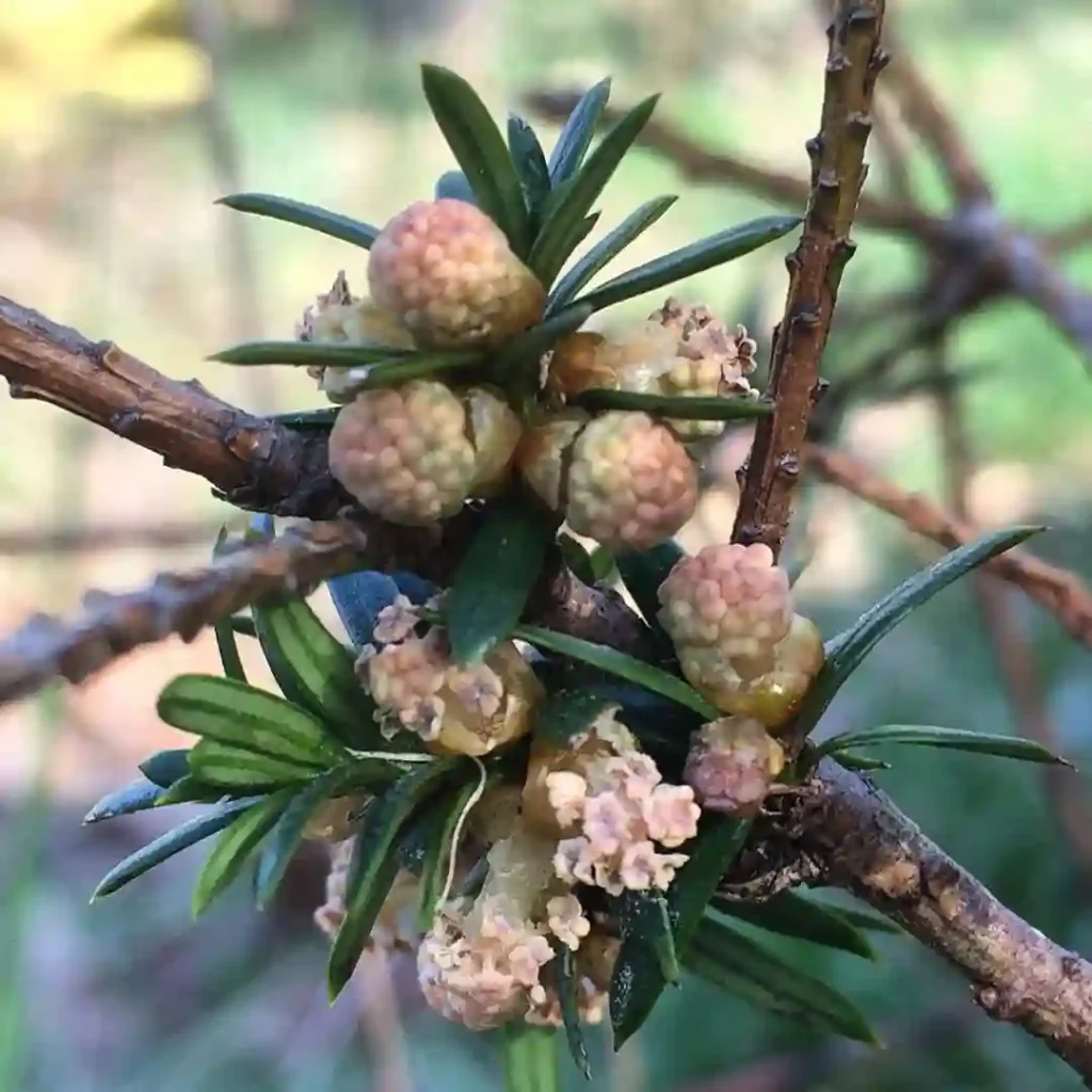 Taxus Densiformis