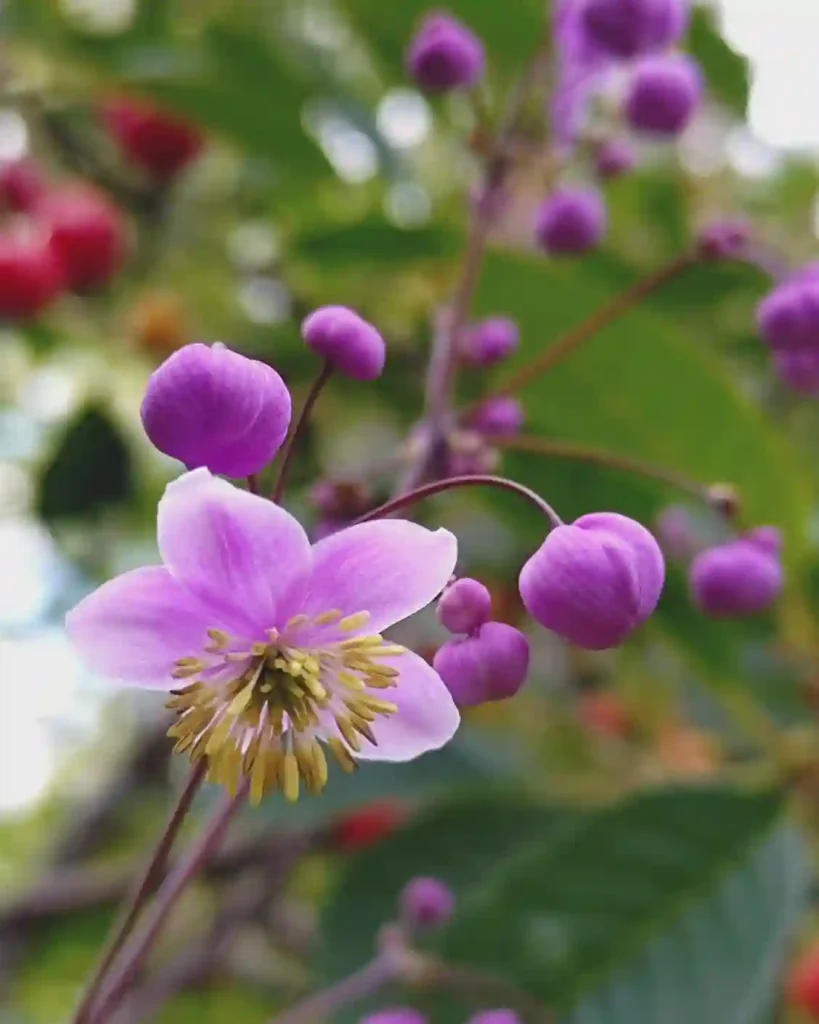 Thalictrum Rochebrunianum