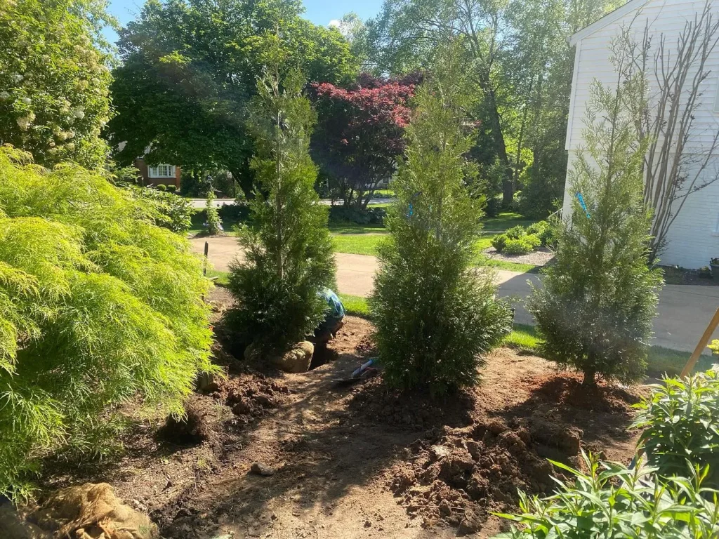 Thuja American Pillar