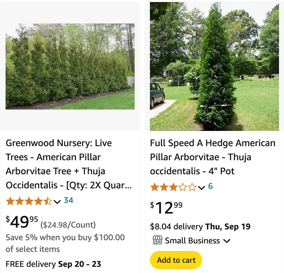 Thuja American Pillar | Monsteraholic