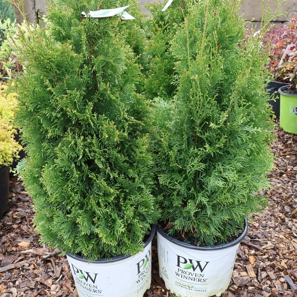 Thuja North Pole