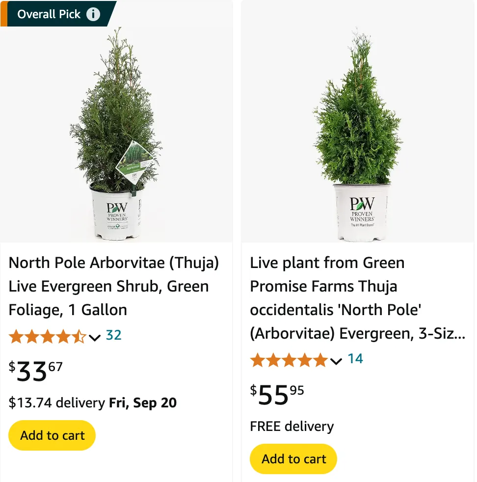 Thuja North Pole | Monsteraholic