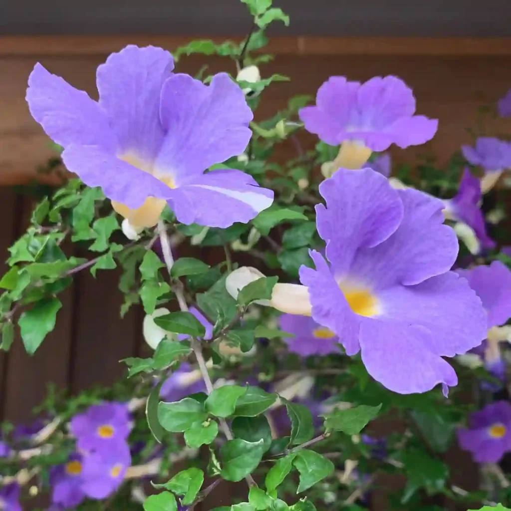 Thunbergia Erecta