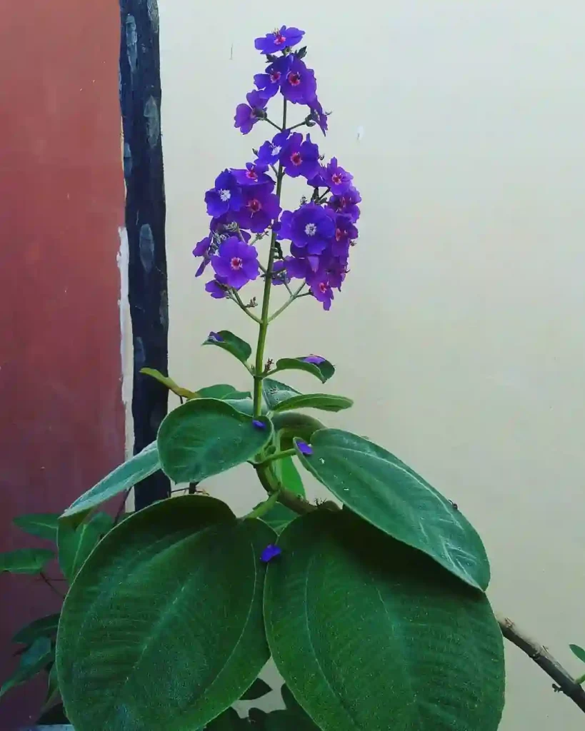 Tibouchina Heteromalla