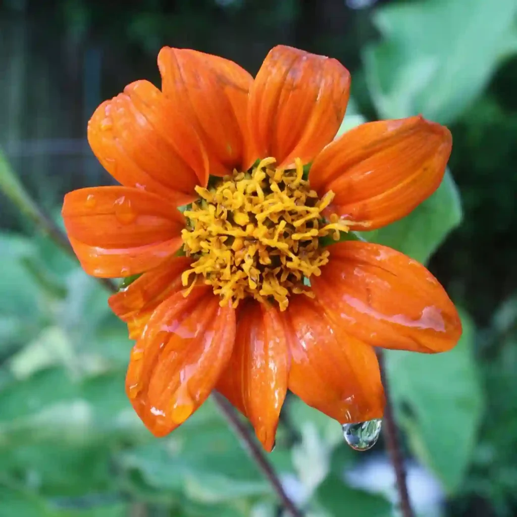 Tithonia Rotundifolia