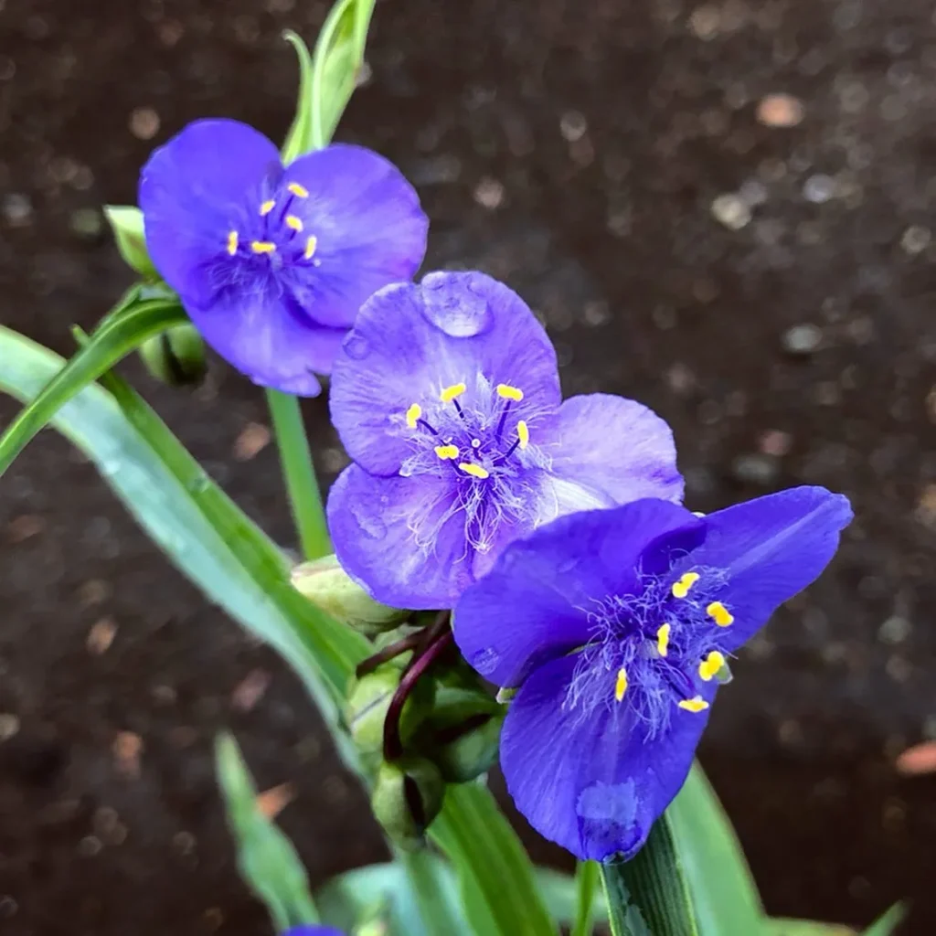 Tradescantia Ohiensis