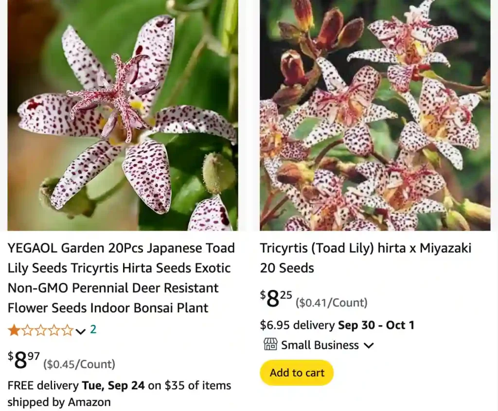 Tricyrtis Hirta | Monsteraholic